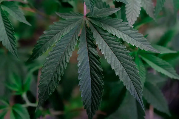How to Maintain Your Cannabis Vaporizer: A Beginner’s Guide