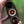 YLLVAPE Angus Halogen Vaporizer Ruby Version with 100W Halogen Bulb - Terp Chasers Club